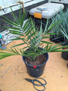 ���t�F�j�b�N�X�E�i�c�����V�E7�������Y�f�[�c�c�I���C���c��