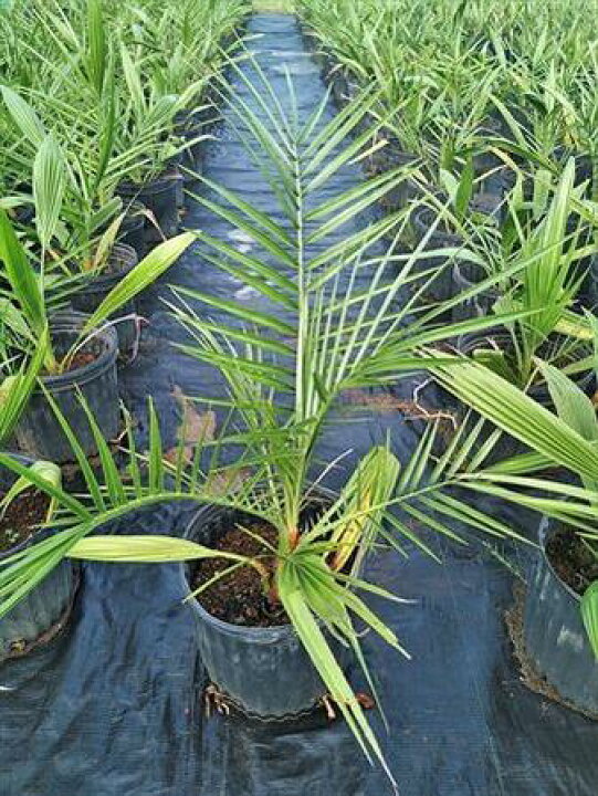 人気特価 セネガルヤシ Phoenix Reclinata 苗２本 送料無料 別名 オオカミヤシ ソテツヤシ ヤシの木 フェニックス属 Www Hino Kanko Jp