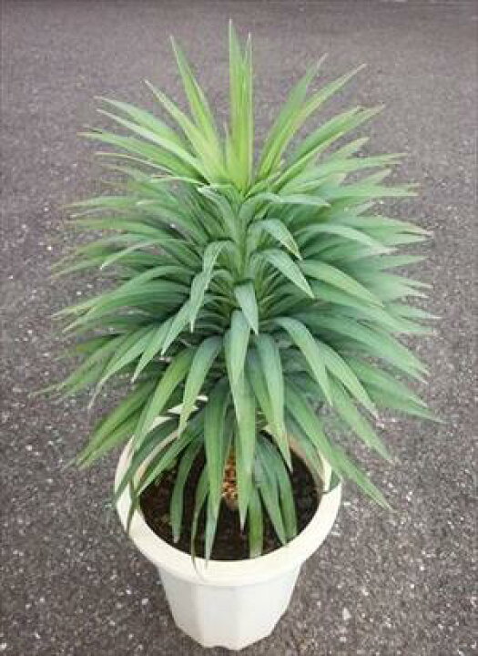 楽天市場 デスメティアーナ 10号鉢植え 耐寒性ユッカ デスメティアナ リゾート庭木 送料無料 本州四国 緑花木ネットストアー