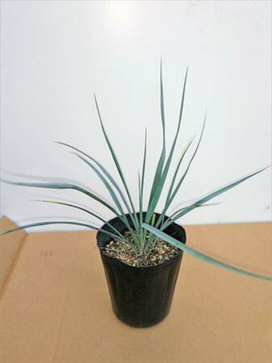 国内最安値に挑戦 耐寒性ユッカ リギダ 苗木 リゾート庭木 お任せ苗 品番5s Www iwearparts Com