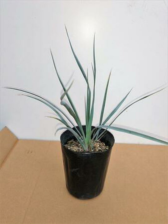 国内最安値に挑戦 耐寒性ユッカ リギダ 苗木 リゾート庭木 お任せ苗 品番5s Www iwearparts Com