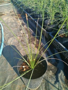 _VI NAhOc Cc5Dasylirion Quadrangulatum