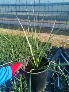 miEl\j[ 7nolina nelsoniiϊbJCc