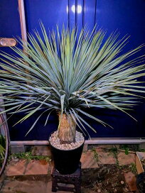 楽天市場】現品！◇ユッカ・グロリオサ 10号鉢植え◇キミガヨラン 