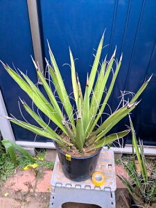 iIbJEJlTi 7 hCK[fYucca carnerosanaJlT[i