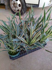 ϊbJIOIT oGK[^E5hCK[fEYucca gloriosa variegata