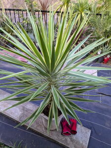 iEϊbJACtHAE}Wi[^ ⊲IEZWaloifolia MarginatahCK[fwOKI