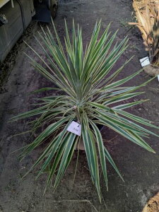 iEϊbJACtHAE}Wi[^ EZWaloifolia MarginatahCK[fwOKI