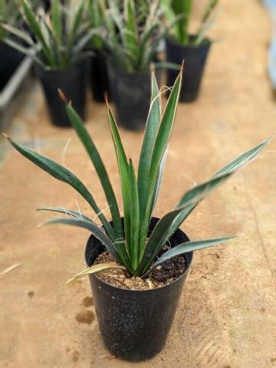 楽天市場】◇ユッカ・カルネロサーナ 実生苗◇カルネロサナ◇Yucca 