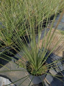 _VI NAhOc Cc7Dasylirion Quadrangulatum