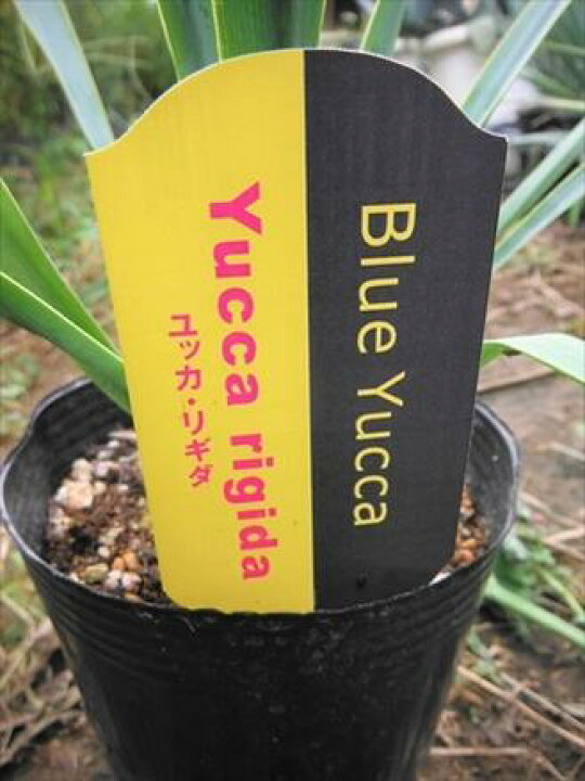 国内最安値に挑戦 耐寒性ユッカ リギダ 苗木 リゾート庭木 お任せ苗 品番5s Www iwearparts Com