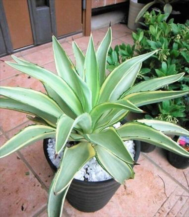 楽天市場】◎アガベ・デスメティアーナ・7号◎Agave desmetiana 