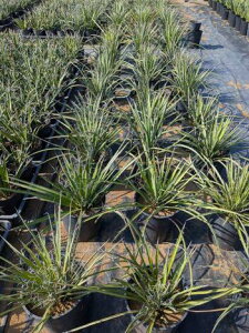 bJEtBtF 7cYucca filiferaCcI