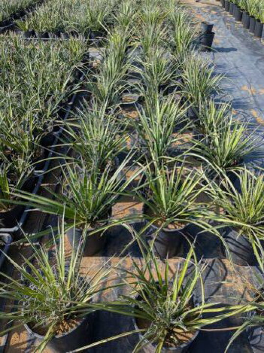 楽天市場】◇ユッカ・フィリフェラ 7号◇実生苗◇Yucca filifera◇お 