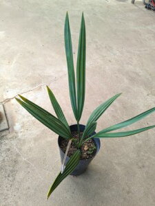 CcIToV LVJ[i 5ASabal mexicanaϊ