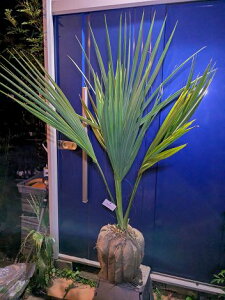 11/13Be i ToV pRci][gIwOKI