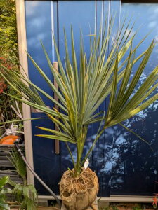 11/20Be i ToV pRci][gIwOKI