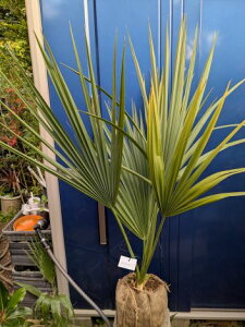 11/20Be i ToV pRci][gIwOKI