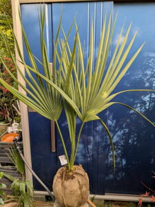 11/20Be i ToV pRci][gIwOKI