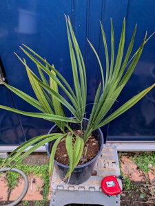 6/12BeEiToV pbgV 7A Sabal palmettoϊV̖