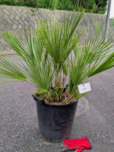 iI`vXE12Chamaerops `bvXii0168jwOK