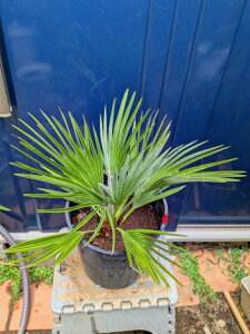 iI`vX t~X {P[m 7`bvXEchamaerops humilis 'Vulcano'