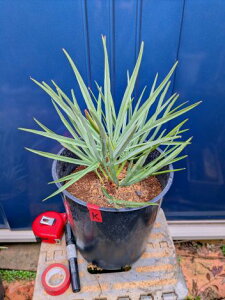 10/3Be iI`vX t~X ZtF`bvX 7Chamaerops humilis cerifera