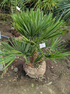 10/7撮影 現品!◇チャメロプス・庭用 幹太 コモ巻き苗◇Chamaerops ◇チャメロップス