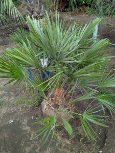 10/7撮影 現品!◇チャメロプス・庭用 幹太 コモ巻き苗◇Chamaerops ◇チャメロップス