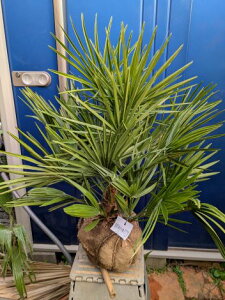 11/20Be iI`vXEp R cChamaerops `bvX