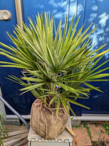 11/20Be iI`vXEp R cChamaerops `bvX