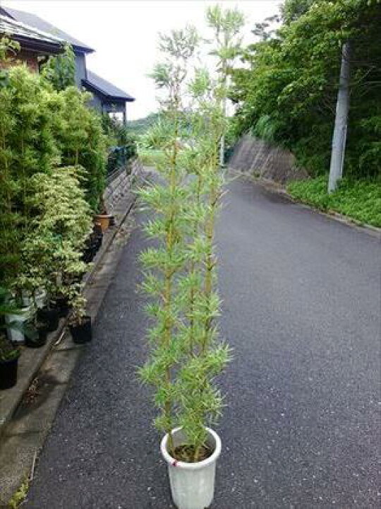 22正規激安 170ほてい竹 Materialworldblog Com
