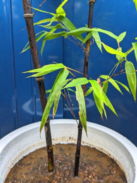 楽天市場】◇≪黒竹・2本立ち≫◇10号鉢植え◇クロチク◇クロタケ 