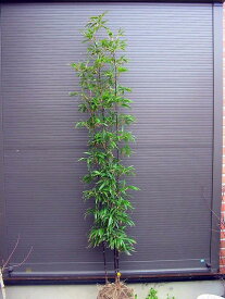 ◆クロチク◆≪黒竹・M≫◆クロタケ◆くろたけ◆2〜3本立ちお任せ株！