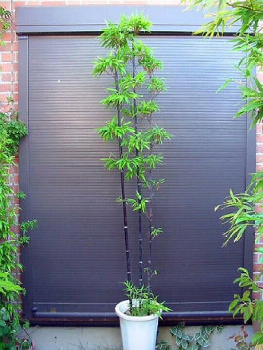 楽天市場】◇≪黒竹・180≫◇10号鉢植え◇クロチク◇クロタケ◇（L 
