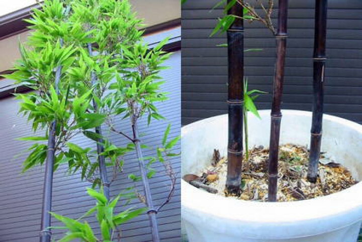 楽天市場】◇≪黒竹・180≫◇10号鉢植え◇クロチク◇クロタケ◇（L 