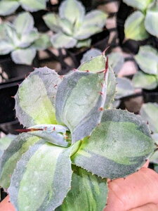 wIAKx g˓V  p[ z[`GVX oGK[^xA[gcyCczAgave parryi kissyoutennisiki