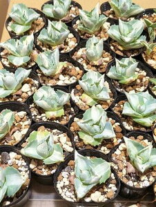 wIAKx ܗ_ xA[gcyCczEAgave ouhi raijin