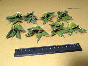 wIAKx `^m^ ~ExA[gcEC