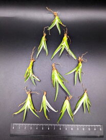 ※同時購入割引あり！◇アガベ ビクトリアレジーナ 氷山・ベアルート苗◇お任せ株◇Agave victoriae-reginae 'Hyouzan'◇