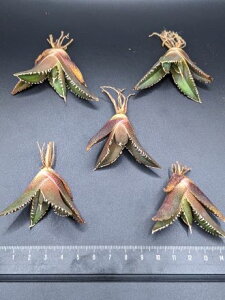 ※同時購入割引あり!◇アガベ・チタノタ 海王◇ベアルート苗◇お任せ株◇titanota Kaio◇