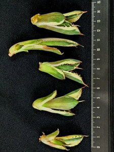 wIAKx `^m^ XiOgD[XExA[g CcAgave Titanota Snaggle Tooth