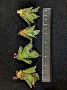 ※同時購入割引あり!◇アガベ チタノタ ブルドーザー ◇ ベアルート お任せ苗◇titanota bulldozer