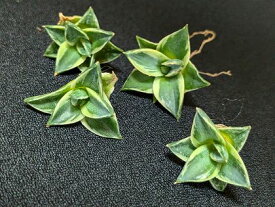 ※同時購入割引あり！◇アガベ 王妃笹の雪A型 ピンキー◇ベアルート お任せ苗◇filifera compacta A Pinkyi◇