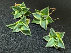 wIAKx ܍̐A^ sL[xA[g Ccfilifera compacta A Pinkyi