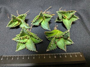 wIAKx `^m^ zCgt@C[, Ή  xA[g Cctitanota White fireC