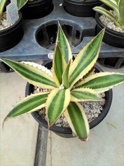 楽天市場 ココスヤシ ドラセナ 洋風庭木お任せ下さい 緑花木ネットストアー トップページ