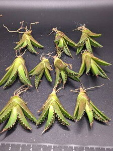 wIAKx `^m^ V[U[EMTExA[gcECtitanota caesar