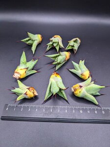 �������w����������I���A�K�x ���r���_�� �x�A���[�g�c��Hakkouraijin (macroacantha x potatorum) ���C�����I