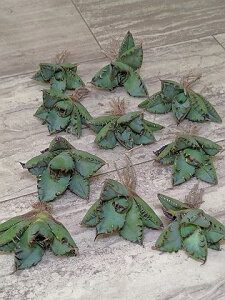 wIAKx `^m^ ~ xA[gcyCcztitanota black whale